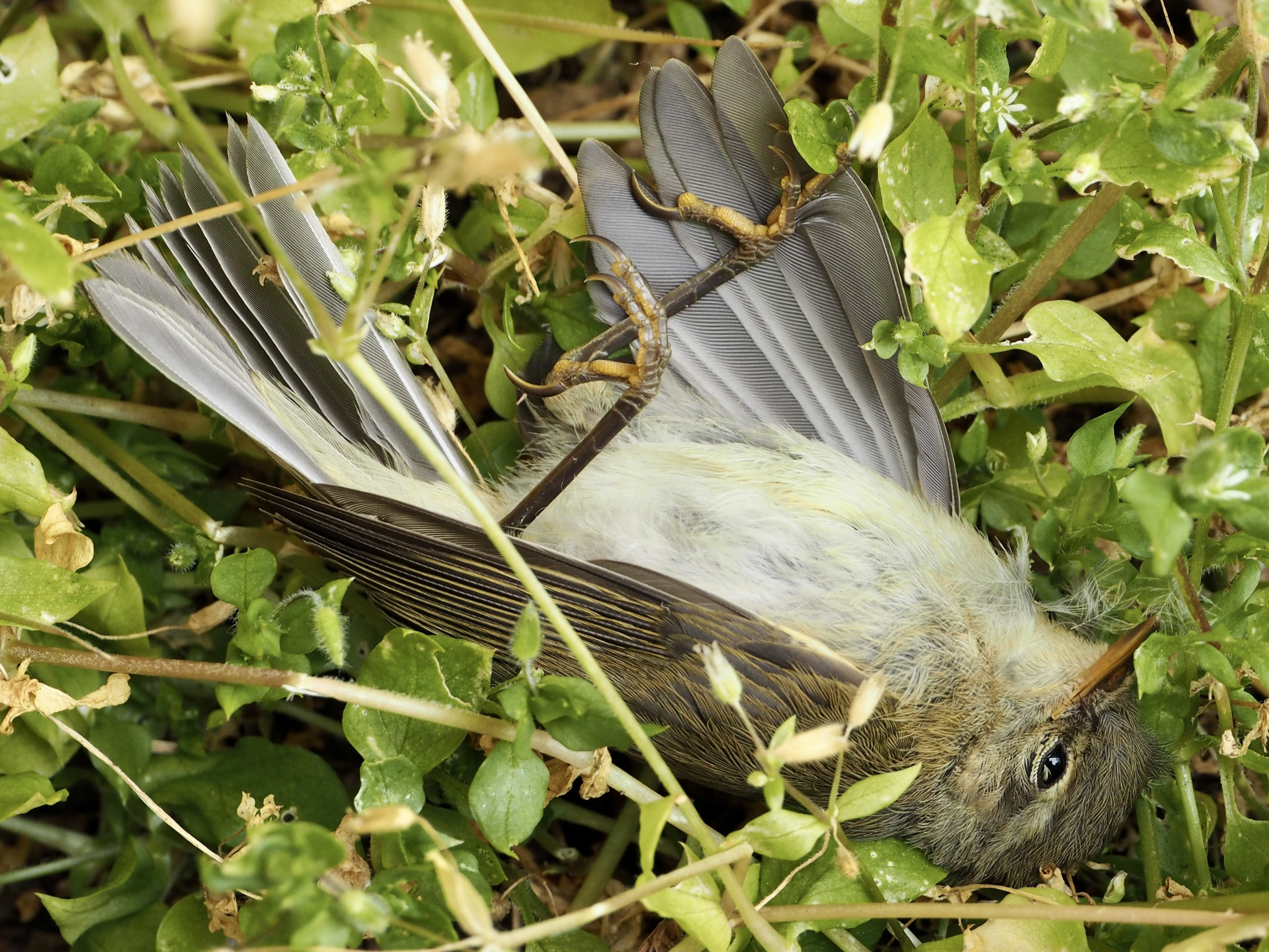 Avian disaster in EKSN. I was reading while waiting for something interesting to show up in EKSN when I heard a pretty loud thud. Sure enough, it was a chiffchaff smashing right into a window pane at full speed. Alas, the unlucky bird didn't make it. Sad!