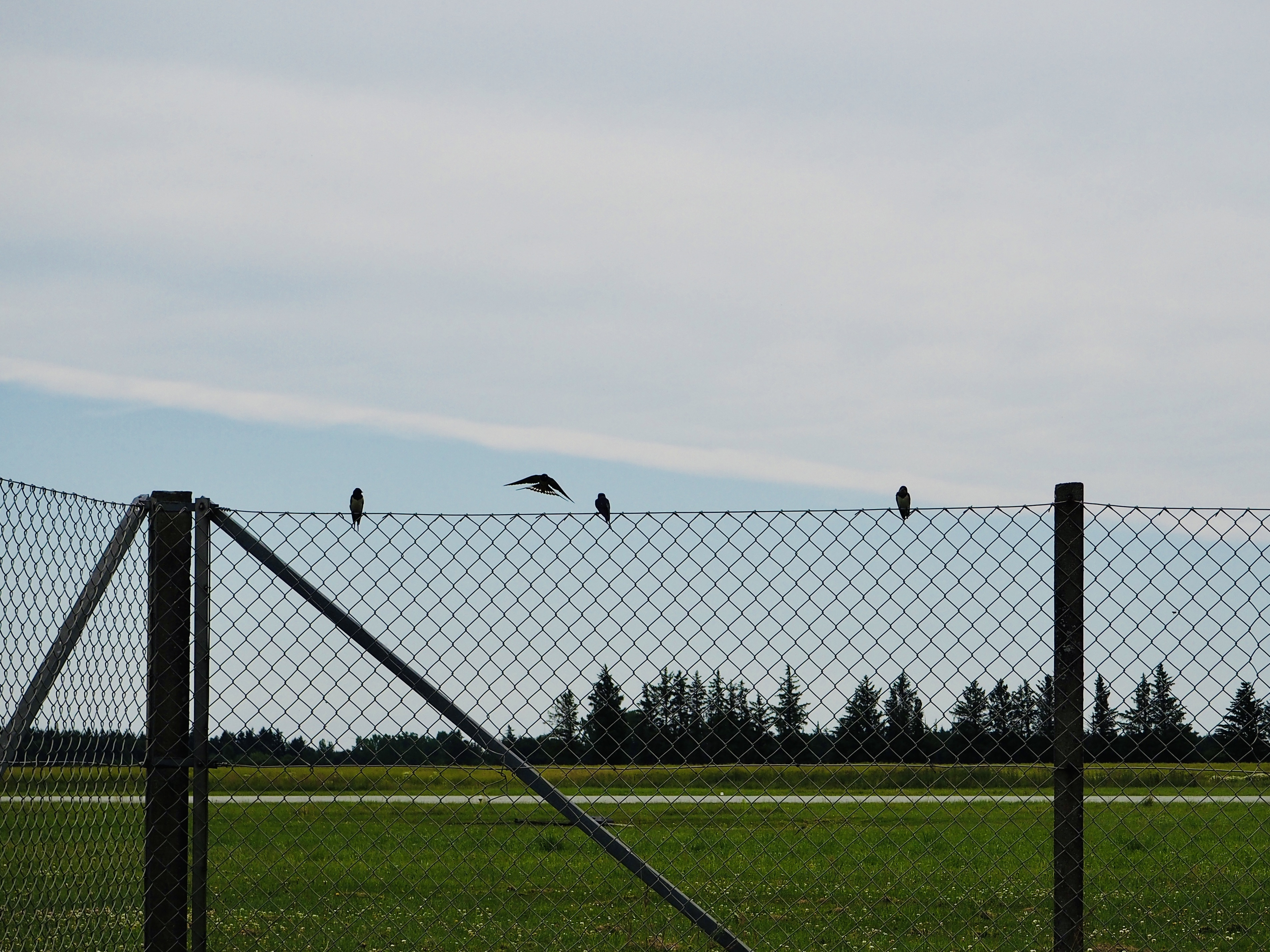 On the bright side, a flock of barn swallows kept me company.
