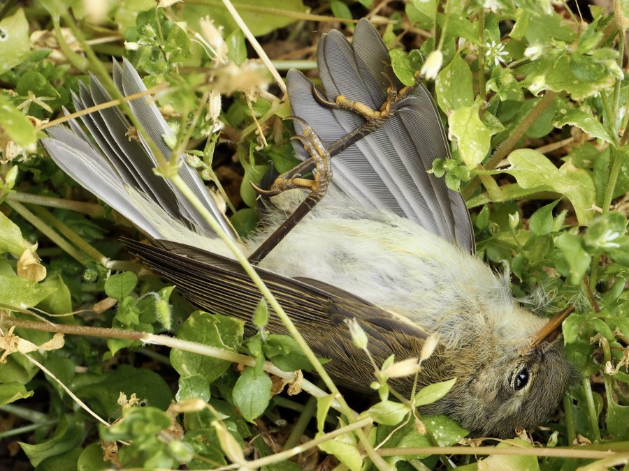 Avian disaster in EKSN. I was reading while waiting for something interesting to show up in EKSN when I heard a pretty loud thud. Sure enough, it was a chiffchaff smashing right into a window pane at full speed. Alas, the unlucky bird didn't make it. Sad!