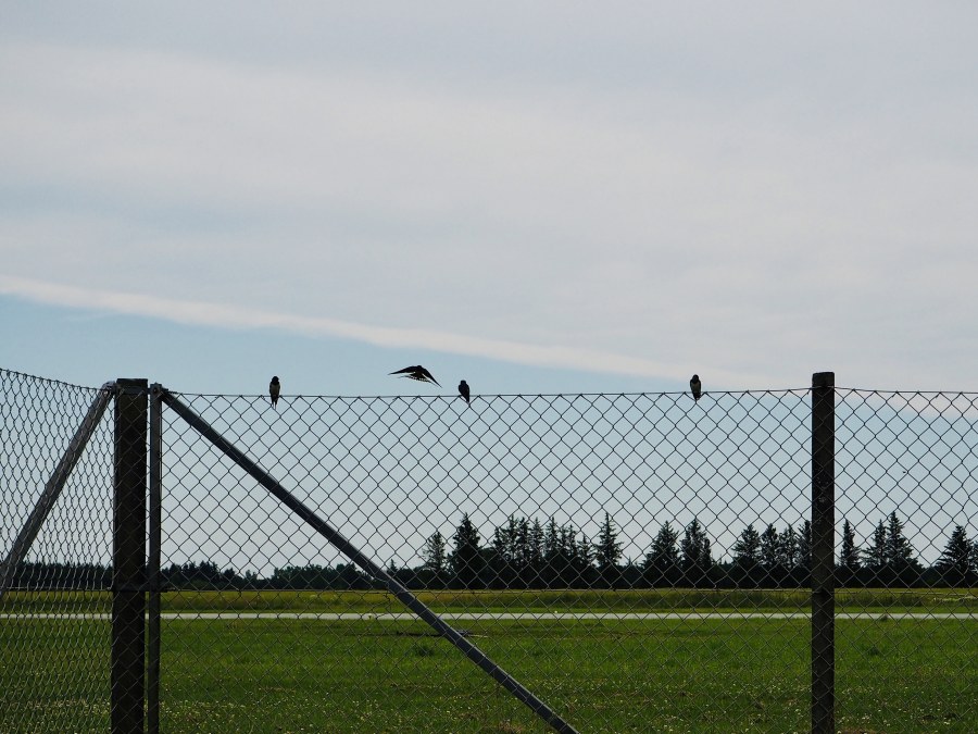On the bright side, a flock of barn swallows kept me company.